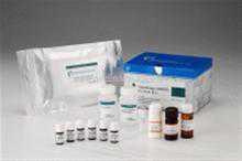 大鼠白细胞分化抗原30（CD30）ELISA 试剂盒