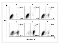细胞凋亡检测试剂盒