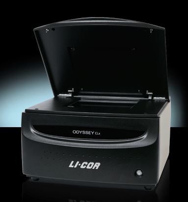 Odyssey LICOR  双色红外激光成像系统检