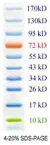 EZ-Ladder Prestained Protein Marker