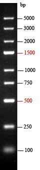 EZ-Ladder 100bp DNA Marker