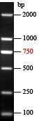 EZ-Ladder 250bp DNA Marker
