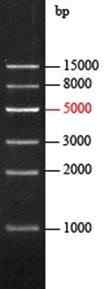 EZ-Ladder 1Kb DNA Marker