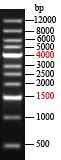 EZ-Ladder 1Kb Plus DNA Marker