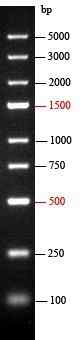 EZ-Ladder 250bp Plus DNA Marker