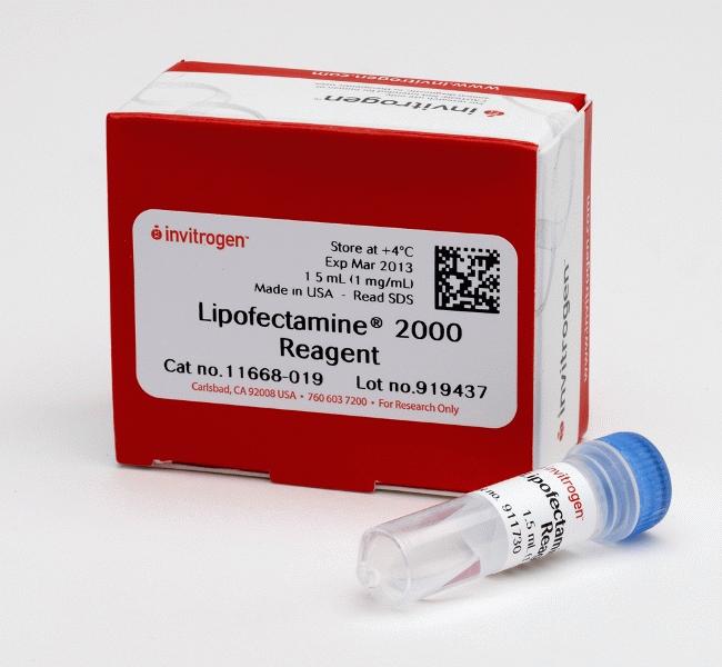 脂质体2000;Lipofectamine 2000 11668-027; 11668-019