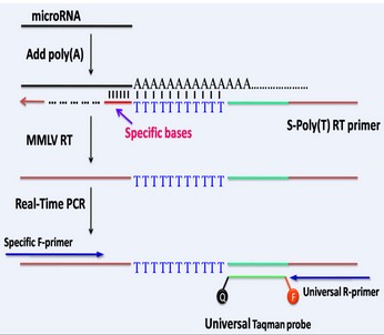 miRNA qPCR assay