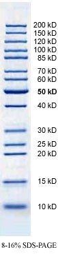EZ-Ladder Unstained Protein Marker