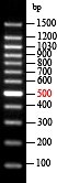EZ-Ladder 100bp DNA Marker