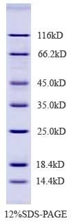 EZ-Ladder Unstained Low Range Protein Marker