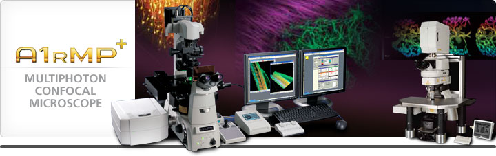 双光子共聚焦显微镜A1RMP