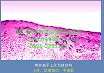 组织学与胚胎学-图为单层扁平上皮光镜结构