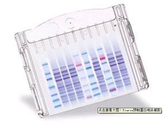 PG10-0412      梯度浓度胶     4-12%    10孔    10片/盒