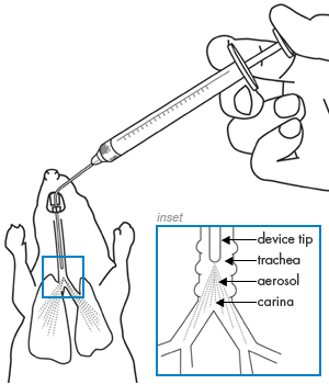 动物气管定量给药