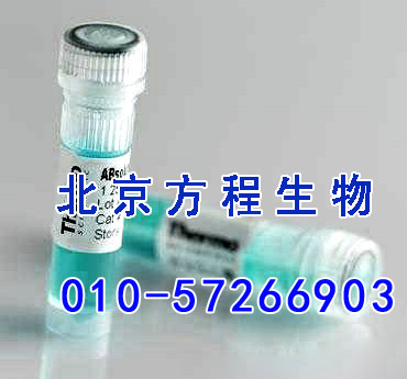 DEAE Sephadex A-50 DEAE葡聚糖凝胶A-50