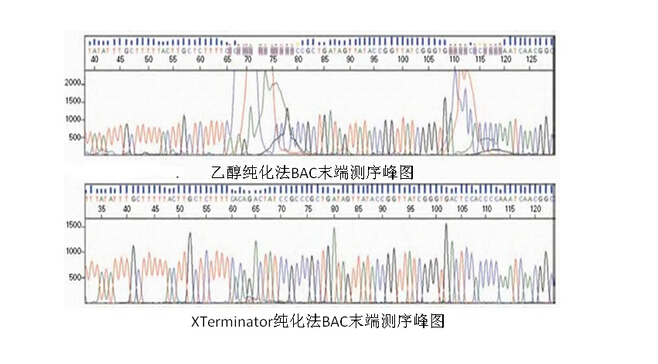 BAC末端测序