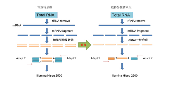 原核生物转录组测序