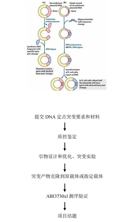 基因定点突变服务