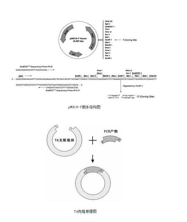 TA克隆