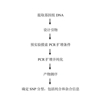 SNP分型检测