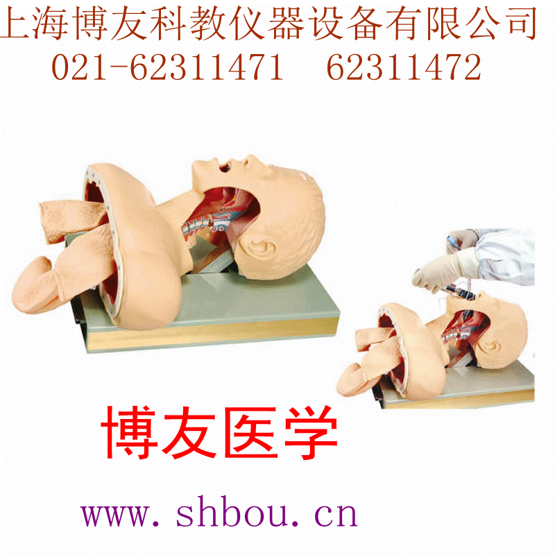 高级人体气管插管训练模型