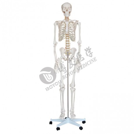 人体骨骼模型170cm