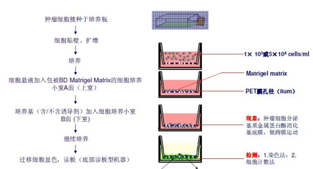 Corning 细胞培养小室