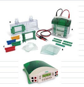 小型蛋白垂直电泳及转印系统