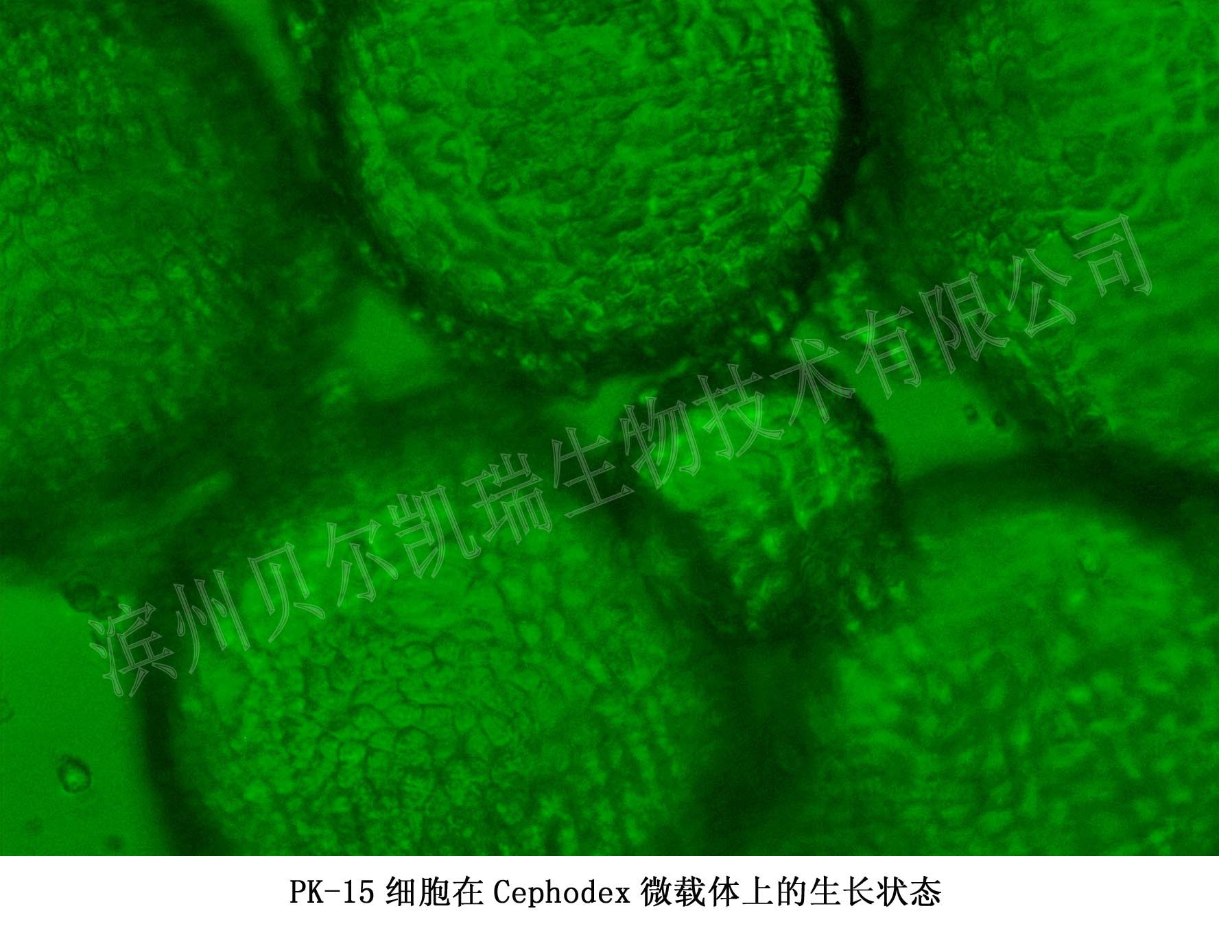 PK-15细胞在Cephodex微载体上的生长状态图片