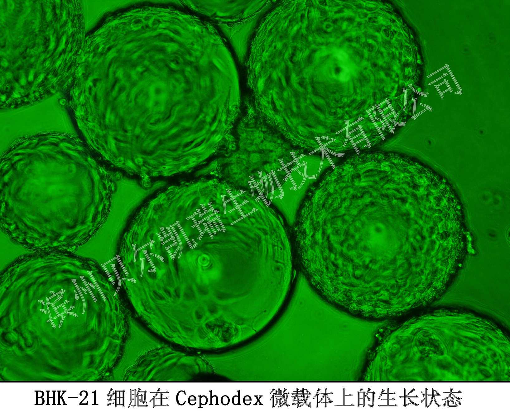 BHK-21细胞在Cephodex微载体上的生长状态