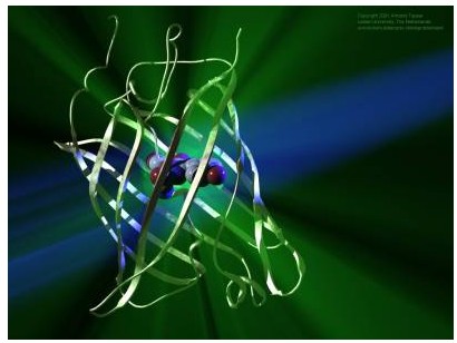 人幽门螺杆菌细胞毒素相关基因蛋白A-IgG(HP-CagA-IgG)ELISA试剂盒