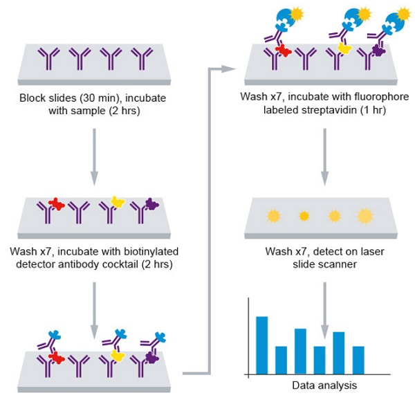 Bovine Cytokine抗体阵列(10 Targets) - Quantitative