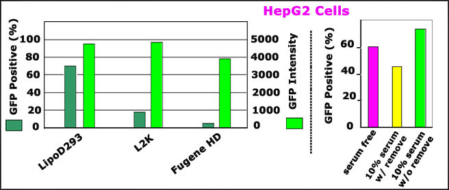 LipoD293 体外DNA 转染试剂