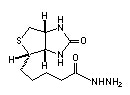 生物素酰肼