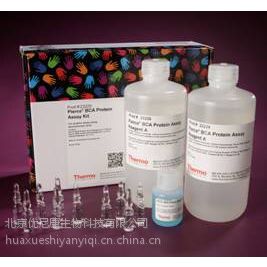 Pierce BCA Protein Assay Kit