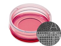 ibidi 细胞定位格子培养皿u-Dish 35 mm, high glass bottom Grid-50/81148