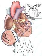 心肌壁厚及心室容积测量