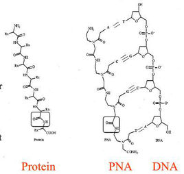 PNA