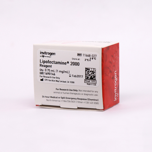 Lipofectamine 2000 Transfection Reagent