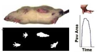 Mouse Specifics步态分析系统