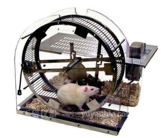 大小鼠自主活动转轮,大小鼠转轮实验