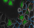 德国Wimasis 细胞转染图像分析30016