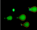 德国Wimasis 单细胞凝胶电泳图像分析30009