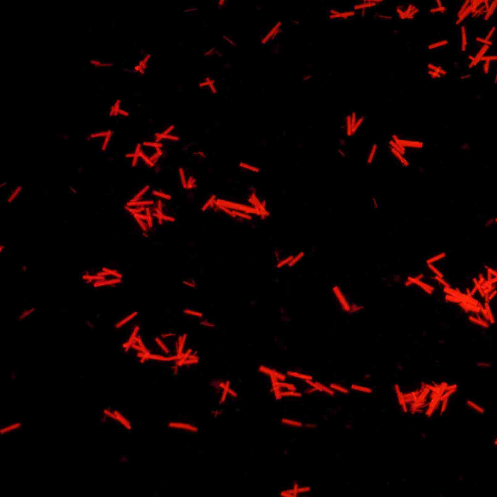 R-藻红蛋白（Phycoerythrin,R-PE）晶体