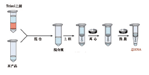 TRIzol伴侣