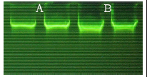 https://msimg.bioon.com/bionline/goods-no-pic.png