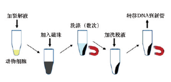 磁珠动物DNAOUT