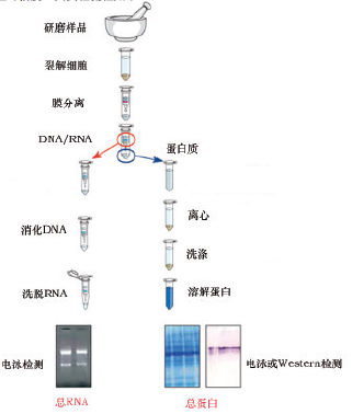 天净沙细胞蛋白质-RNA双提取试剂盒