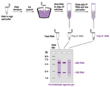 https://msimg.bioon.com/bionline/goods-no-pic.png