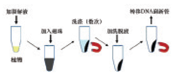 磁珠植物DNAOUT